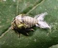 Acanalonia conica